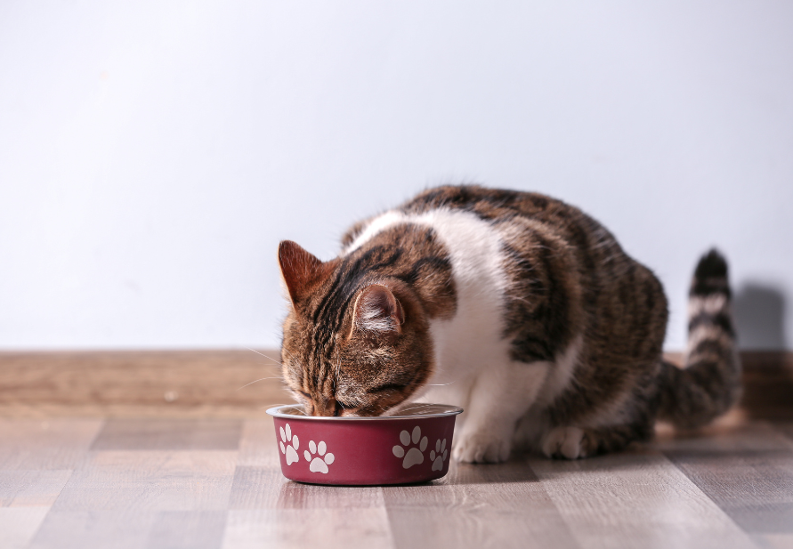 el mejor alimento para gatos esterilizados